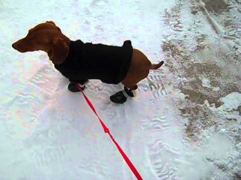 Mini Dachshund does not like booties 