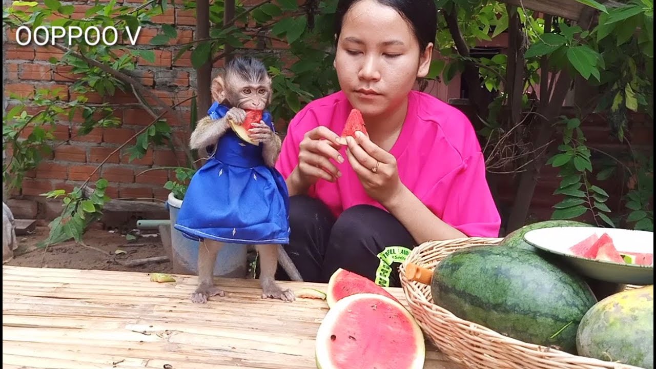 Wow , Look So Cute Lovely Monkey Janny Eating Watermelon So Cute / Janny Eating a lot