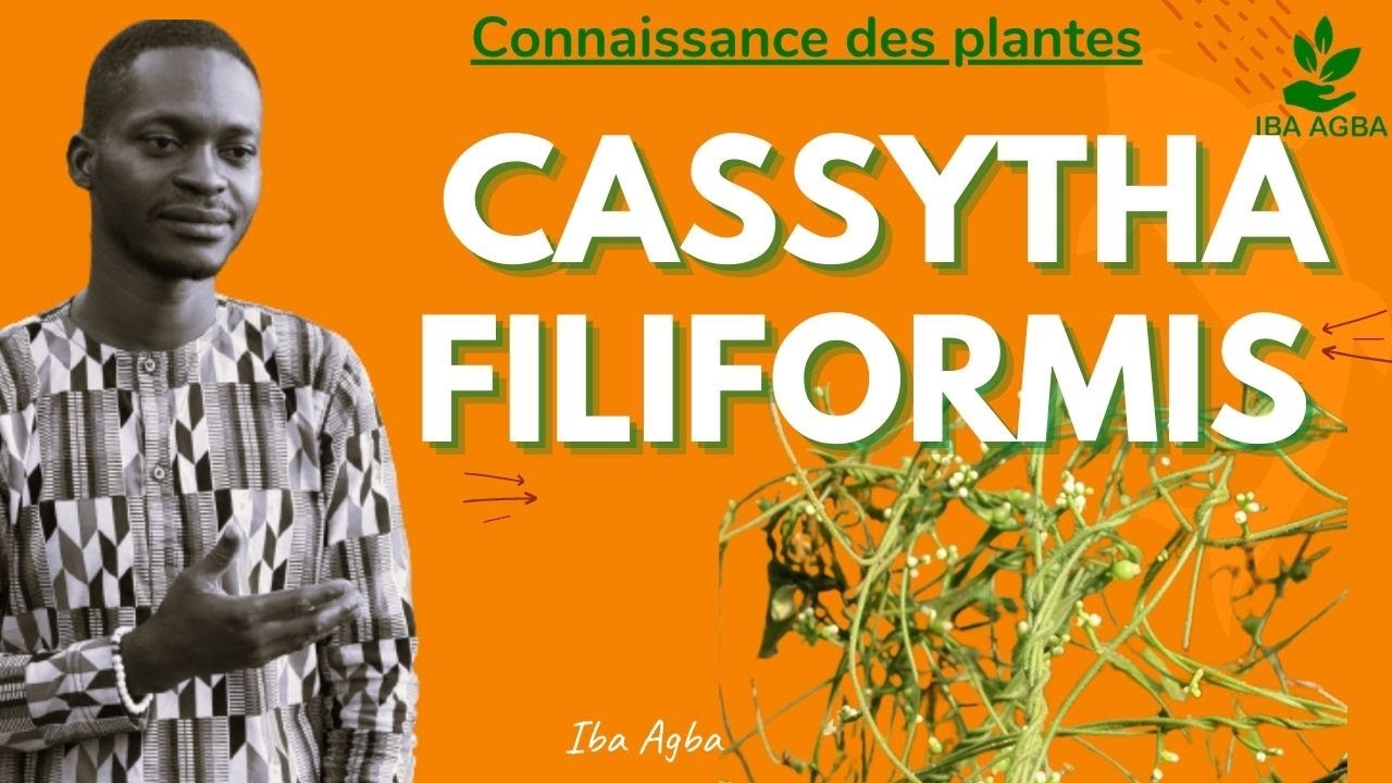 Connaissance des plantes ( Cassytha filiformis )