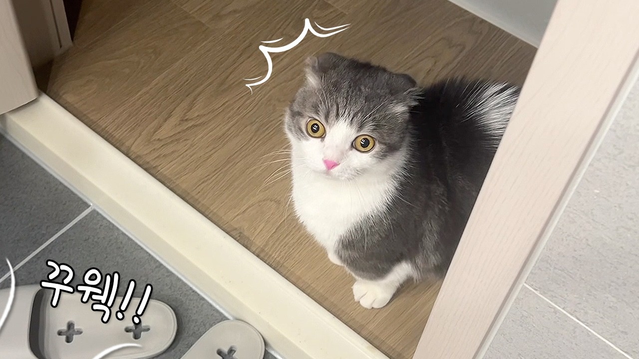 Забавная реакция кошек на звук льющейся воды из ванны.