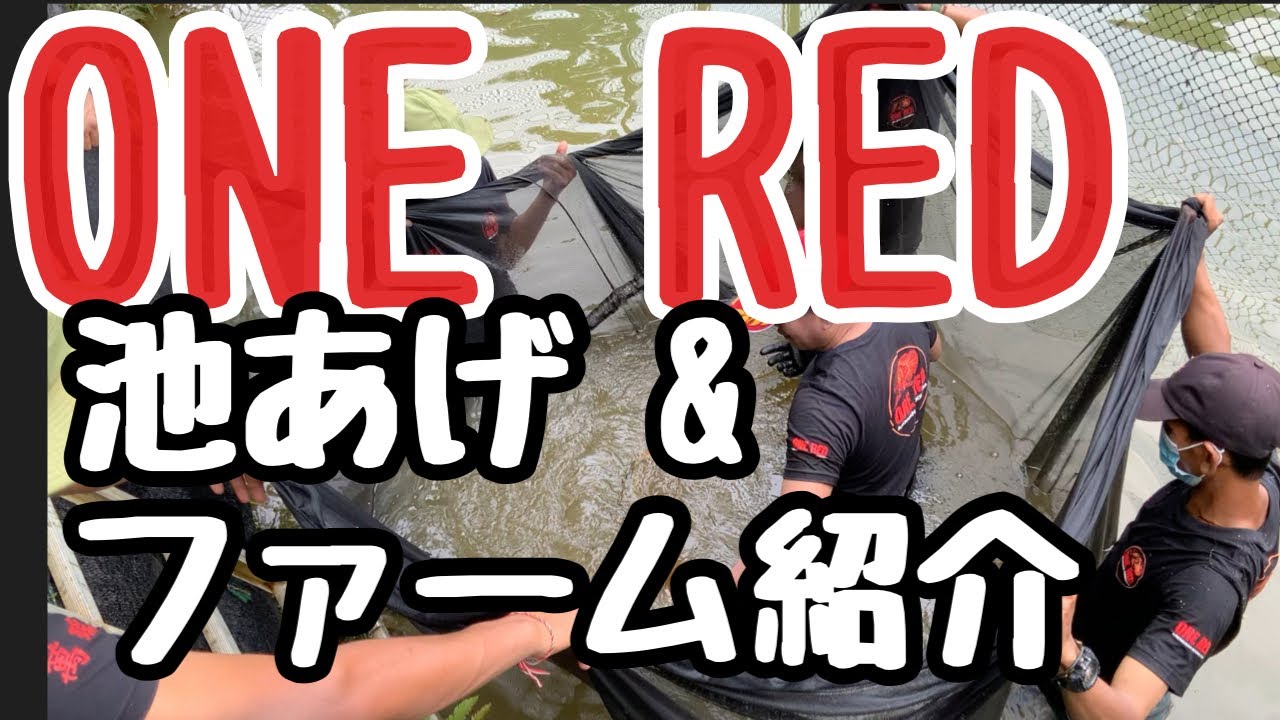 池あげ！！ONE  REDのファームに潜入