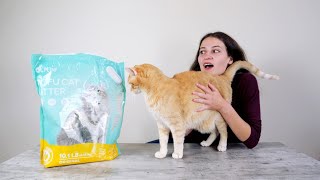 FreshClaw Cat Litter Review: Amazing Plant-Based Odor Control? by Wildernesscat 1,351 views 3 years ago 8 minutes, 2 seconds