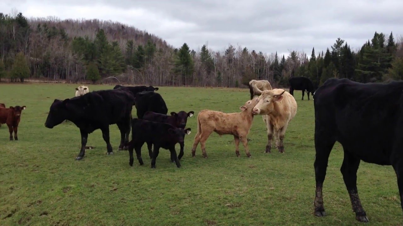 Singing to the Cows in Stanstead Quebec YouTube