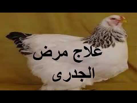 ‫تربية الدواجن وعلاج مرض الجدرى عند الدجاج ( الجدرى ) 2018‬‎ - YouTube hope &tito
