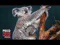 Australia’s efforts to bring koalas back from the brink of extinction