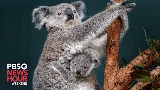Australia’s efforts to bring koalas back from the brink of extinction