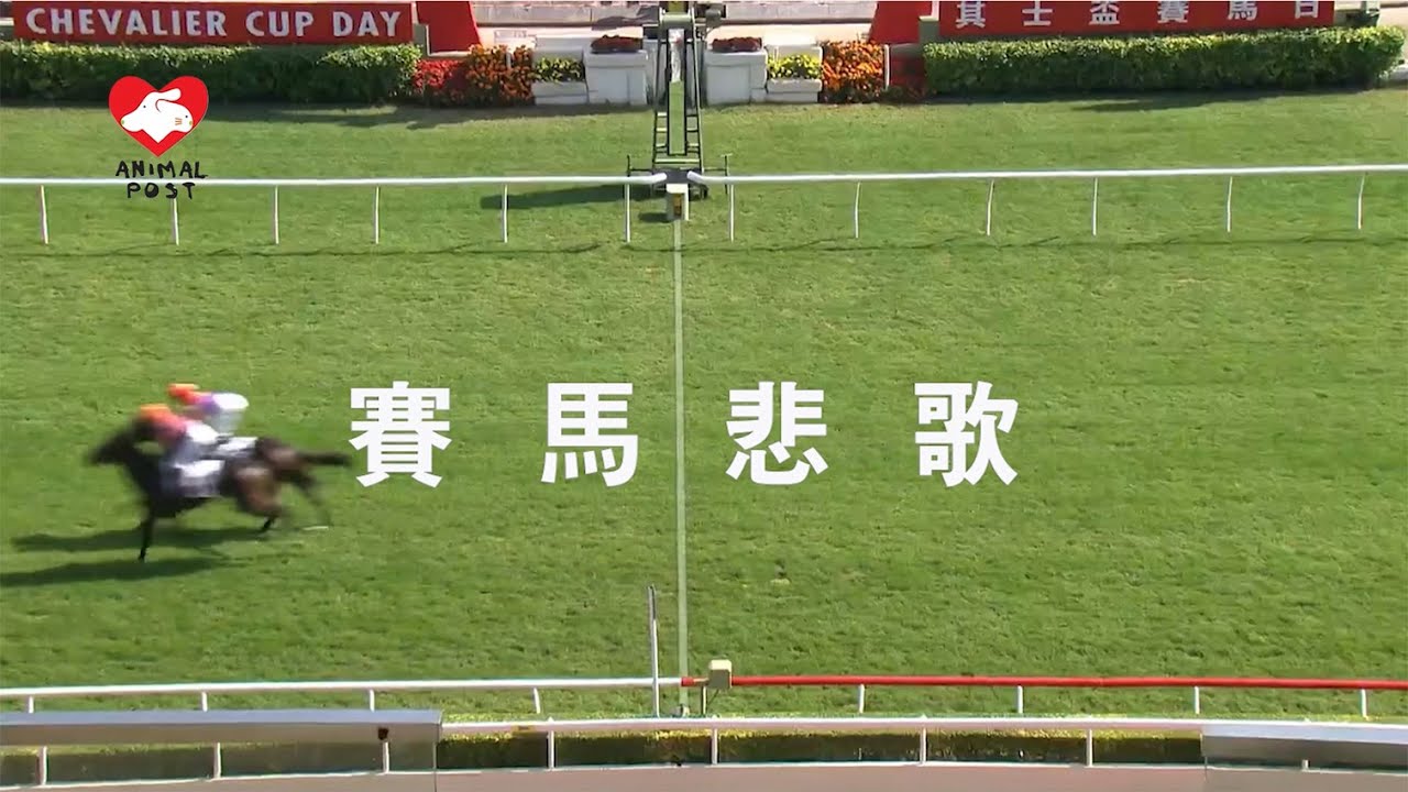 賽馬悲歌| 退役馬的命運