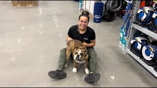 5 Month Old English Bulldog &quot;Brando&quot;|Orlando Dog Trainers|Central Florida Dog Trainers|Trainer Mindy