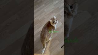 Lucky Cat cute russian cat lover trending shorts shorts short viral