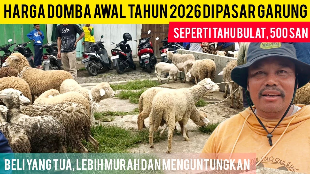 HARGA MLETRE, SEPERTI TAHU BULAT 500 SAN // UPDATE DOMBA MERINO DOMBOS DI PASAR GARUNG WONOSOBO
