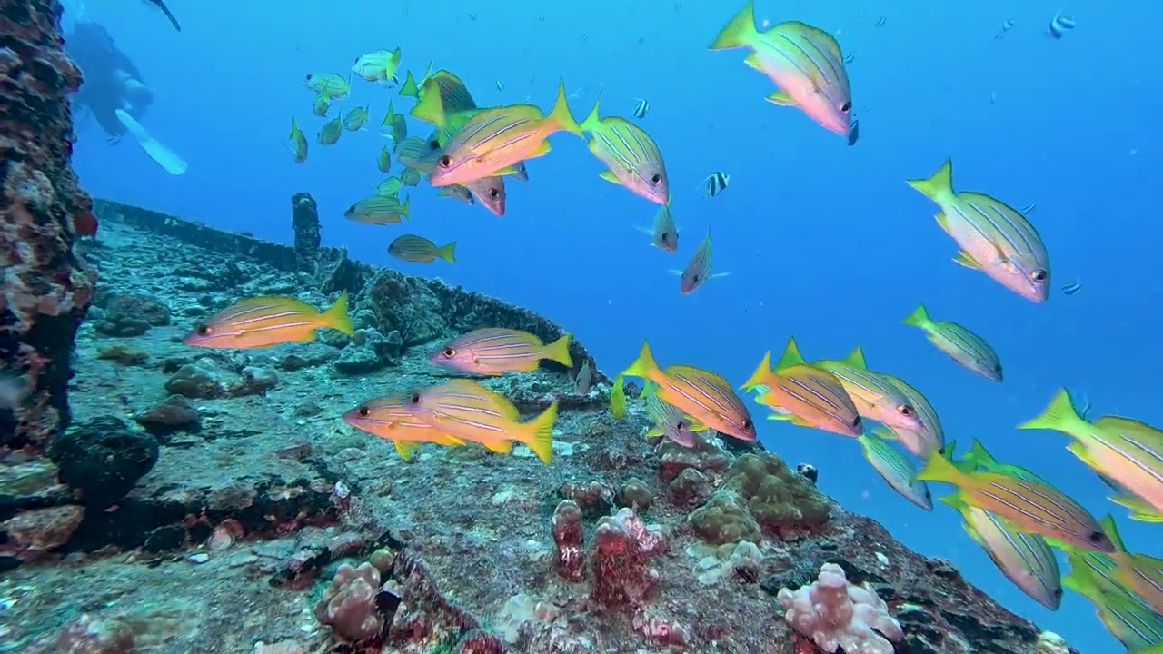 #117  Ruckus Sportfishing and Diving - Honolulu, HI - Sea Tiger  - 2/15/26 - 4k