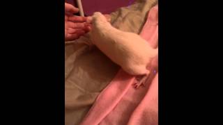 Rat Adoption Story Safeara The Rat