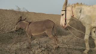 Коні Ваговози.жеребець На Паровку.привезли Лошицю З Бачача.коні Тернопільщини. 2025