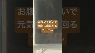 #ウーパールーパー #日常 #うーさん #お世話係 #Axolotl #ミサイル