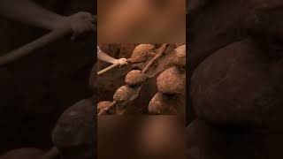 Qué Tan Grande Es Una Colonia De Hormigas?