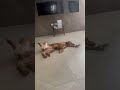 Golden Retriever begging for chocolate like it’s life 🍫 #GoldenRetriever #DogShorts #FunnyDog #sub