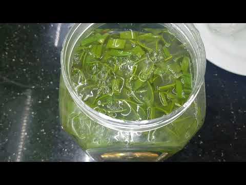 Video Cách làm GE nha đam tưới cho cây tươi tốt - youtube