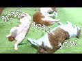 飼い主のいたずらに耐えかねてうにうにする猫