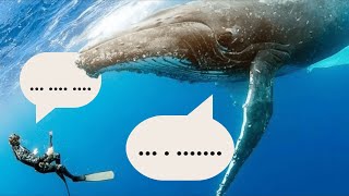 The Dawn Of Interspecies Communication Decoding The Language Of Whales