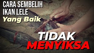 Cara menyembelih ikan lele yang baik dan tidak menyiksa