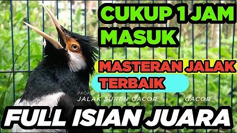 SUARA BURUNG JALAK SUREN GACOR FULL ISIAN JUARA efektif MASTERAN PANCINGAN JALAK AGAR CEPAT GACOR