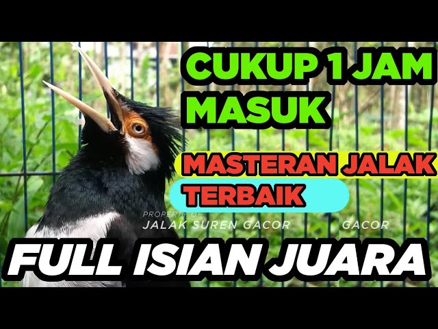 SUARA BURUNG JALAK SUREN GACOR FULL ISIAN JUARA efektif MASTERAN PANCINGAN JALAK AGAR CEPAT GACOR class=