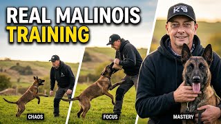 What it actually takes to train a Belgian Malinois