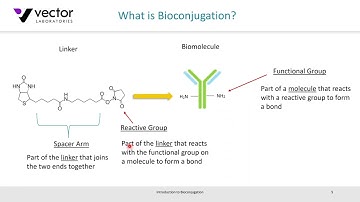 Webinar: An Introduction to Bioconjugation