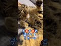 僕くさい？　　　　　　　　　　　　🤪(2歳の修行編) 😭保護猫シンとテンの物語
