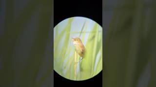 Common Reed Warbler - RSPB Ham Wall Nature Reserve, Somerset 23/05/26