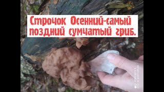 Строчок осенний.Обзор и морфология гриба.