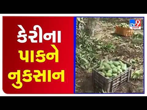 Cyclone Tauktae :  Strong winds destroy Mango crops in Gir Somnath | Tv9GujaratiNews