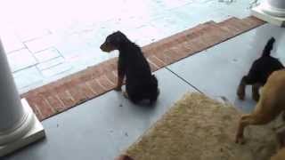 S & S Family Airedales - Video Of Airedale Terrier Puppies 9 Weeks Old