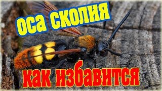Гигантская Оса Сколия, как я от них избавился