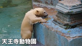 Polar Bear cub,Sliding after swim 泳いでからのスライディング ホッキョクグマ モモとバフィン