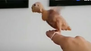 Naked Bird Loves To Fly Meme