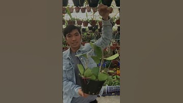 Lan rừng cẩm cù #lancamcu #lanrungcamcu