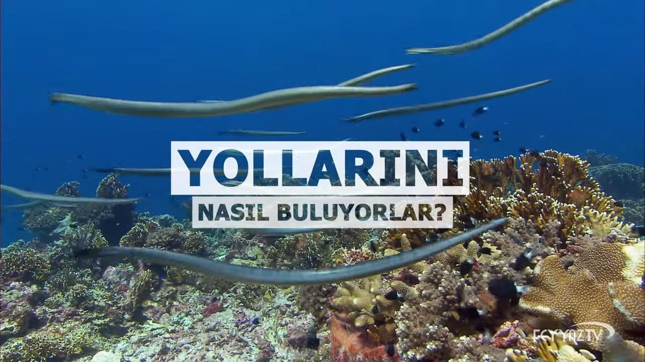 Deniz yılanlarının akıl almaz göçü