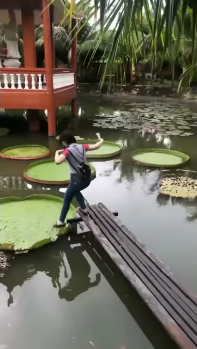 バカ女さん、池の葉っぱの上に乗って水没してしまう