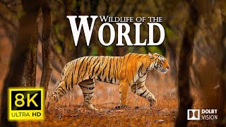 8K Wildlife of the World  - Scenic Animal Film With Inspiring Music (Colorful Animal Life)