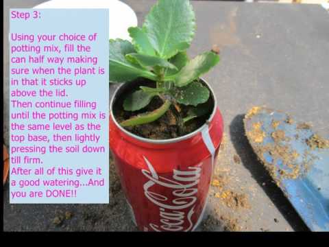 Wie man einen Blumentopf werfen, um ein Soft-Drink kann