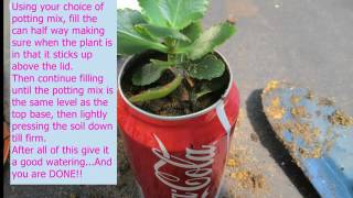 How to make a plant pot out of a soft drink can screenshot 5