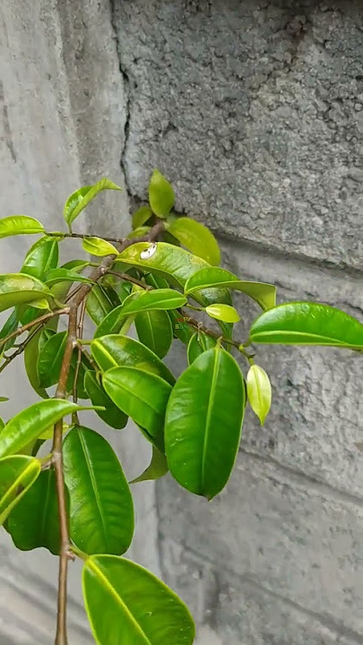 Bahan bonsai beringin sungsang tumbuh subur meski tanpa tanah
