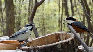 Intense Rivalry! Great Tit vs Varied Tit in the Backlit Spring Forest (4K)