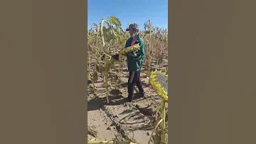 🌻 Сбор урожая подсолнуха