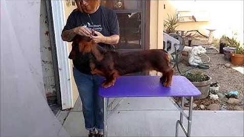 Table Stacking Dachshund