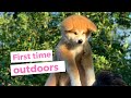 Akita Inu Puppy First Time Outdoors