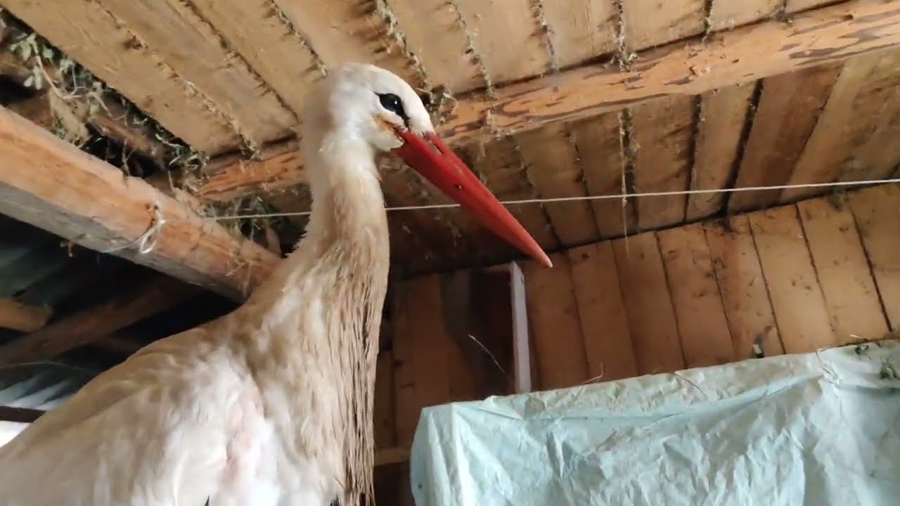 Лелека, який дочекався весни у Карпатах.