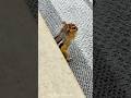 SCARED CHIPMUNK SOUNDS #shorts #wildlife #scary #pets #animals #reels #animallife #chipmunk