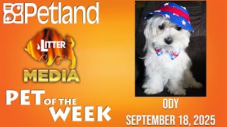 Petland-Litter Media Pet of the Week for September 18, 2025: Ody